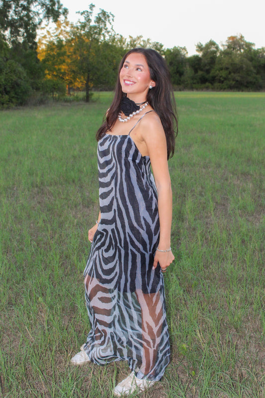 Zebra After Dark