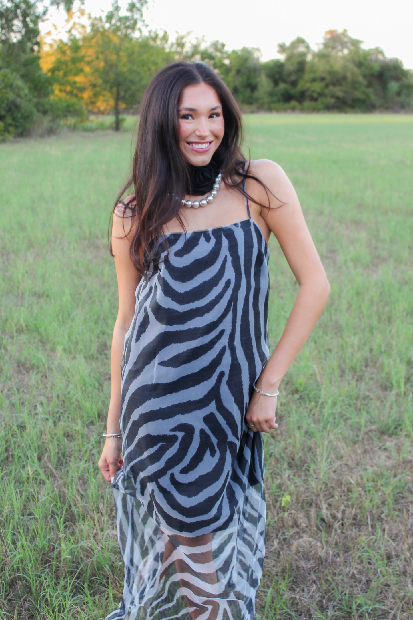 Zebra After Dark